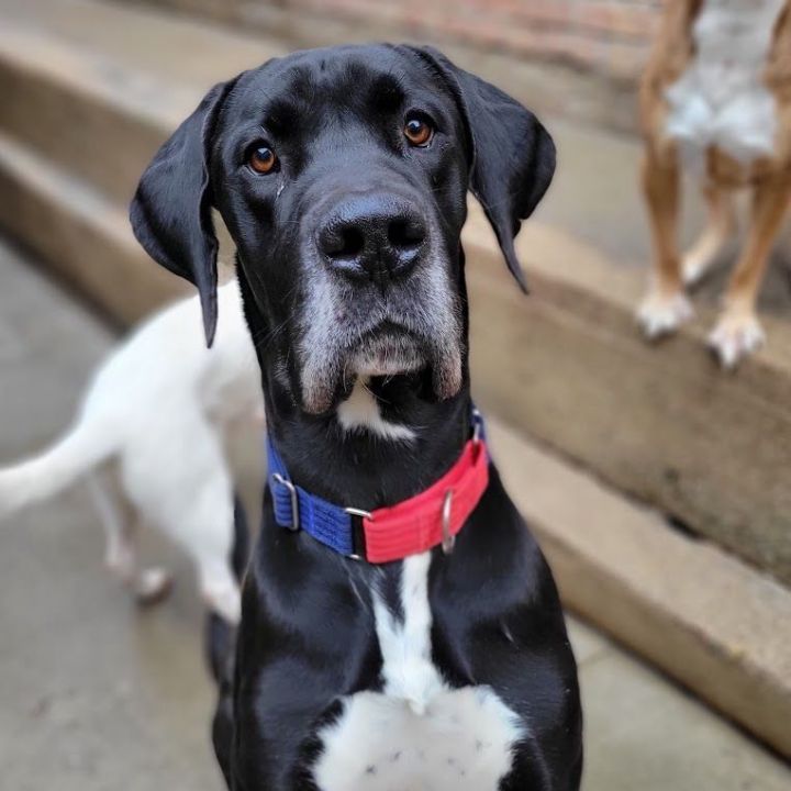 Kizer , an adoptable Great Dane in Chicago, IL_image-1