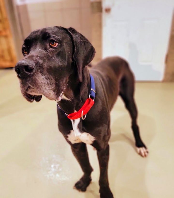 Kizer , an adoptable Great Dane in Chicago, IL_image-5