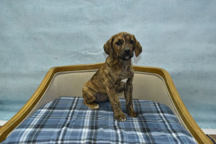 Jessies Girl, an adopted Hound Mix in Tyler, TX_image-2