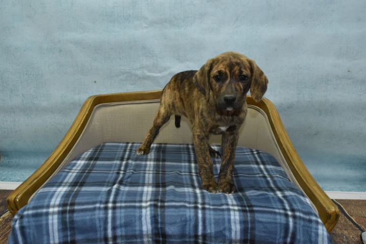 Jessies Girl, an adopted Hound Mix in Tyler, TX_image-4