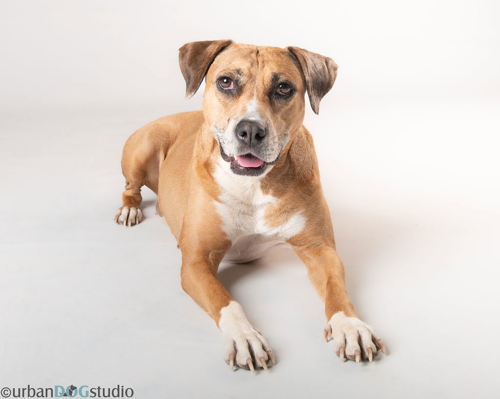 Peaches, an adoptable Catahoula Leopard Dog in Tampa, FL, 33611 | Photo Image 1