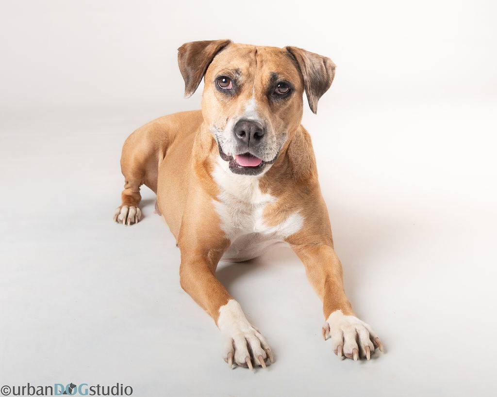 Peaches - F, an adoptable Catahoula Leopard Dog in Tampa, FL, 33611 | Photo Image 1