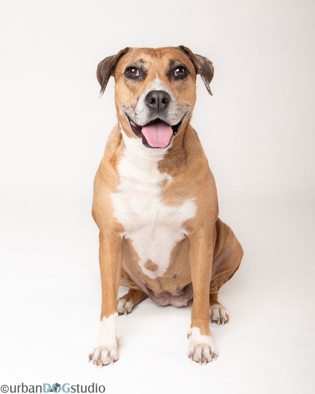 Peaches, an adoptable Catahoula Leopard Dog in Tampa, FL, 33611 | Photo Image 2