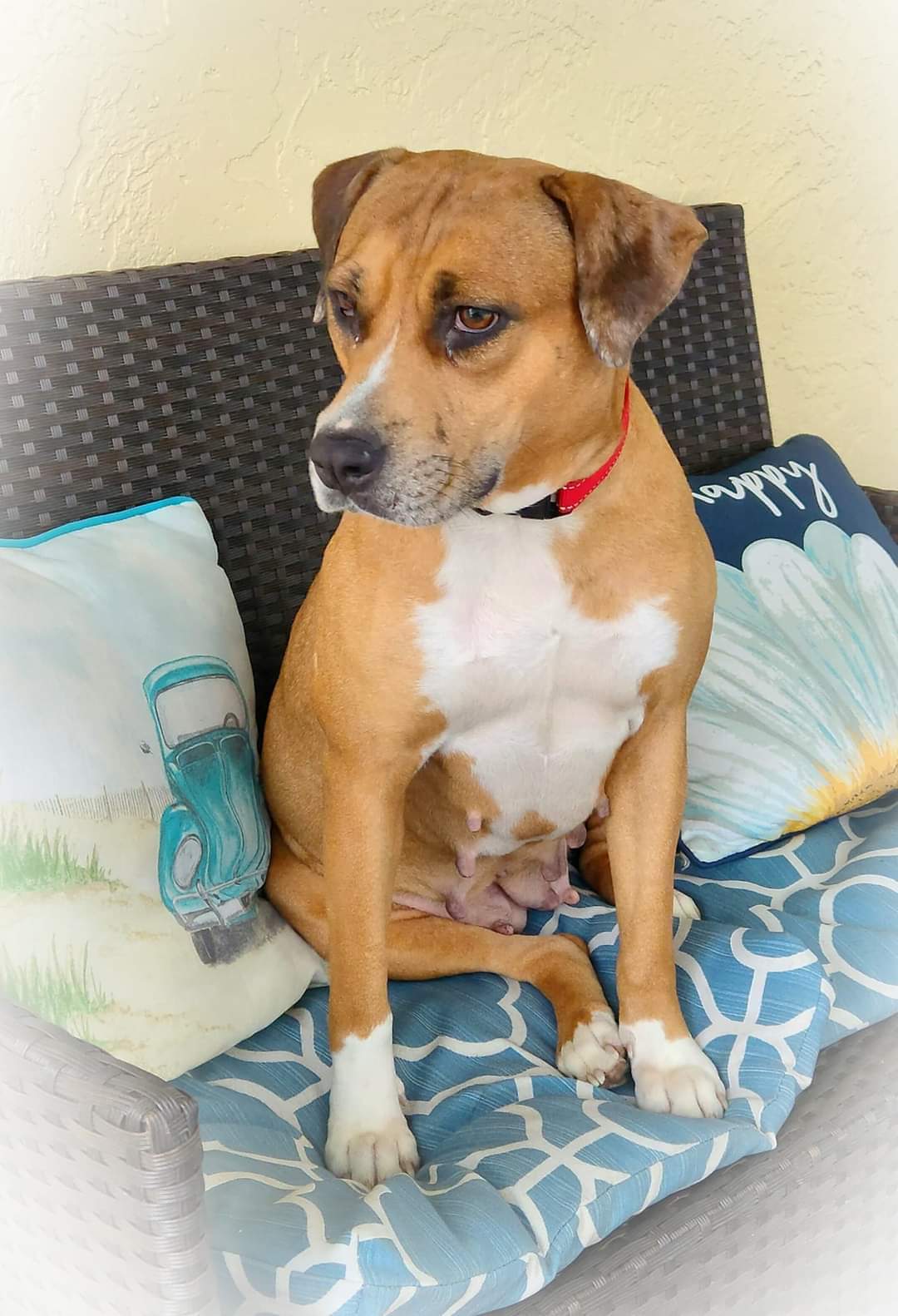 Peaches, an adoptable Catahoula Leopard Dog in Tampa, FL, 33611 | Photo Image 3