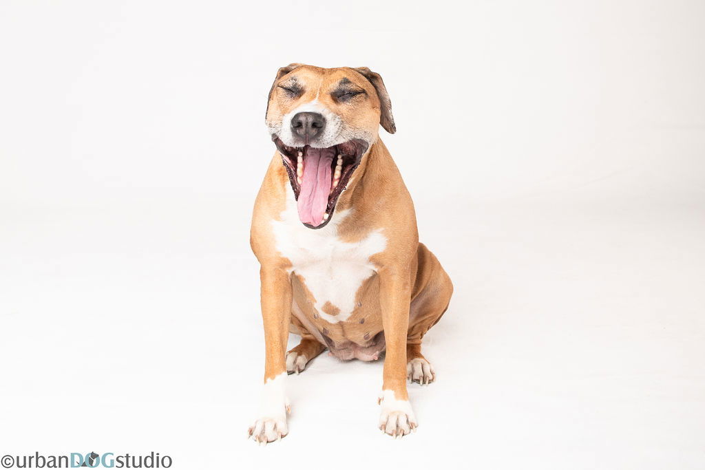 Peaches - F, an adoptable Catahoula Leopard Dog in Tampa, FL, 33611 | Photo Image 3