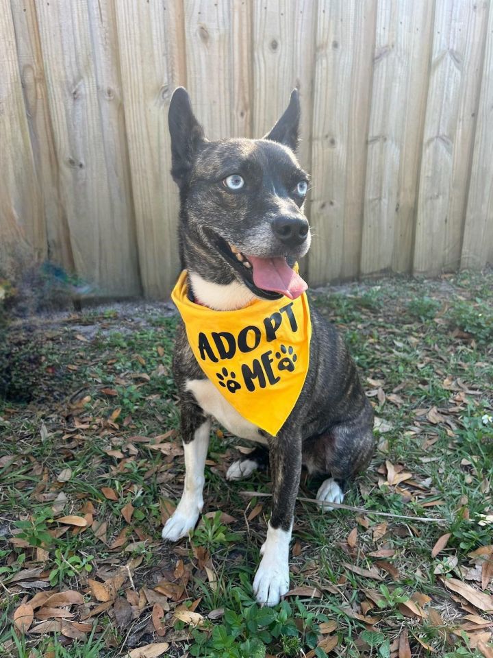 Aster, an adoptable Spitz & Dachshund Mix in Tampa, FL_image-3