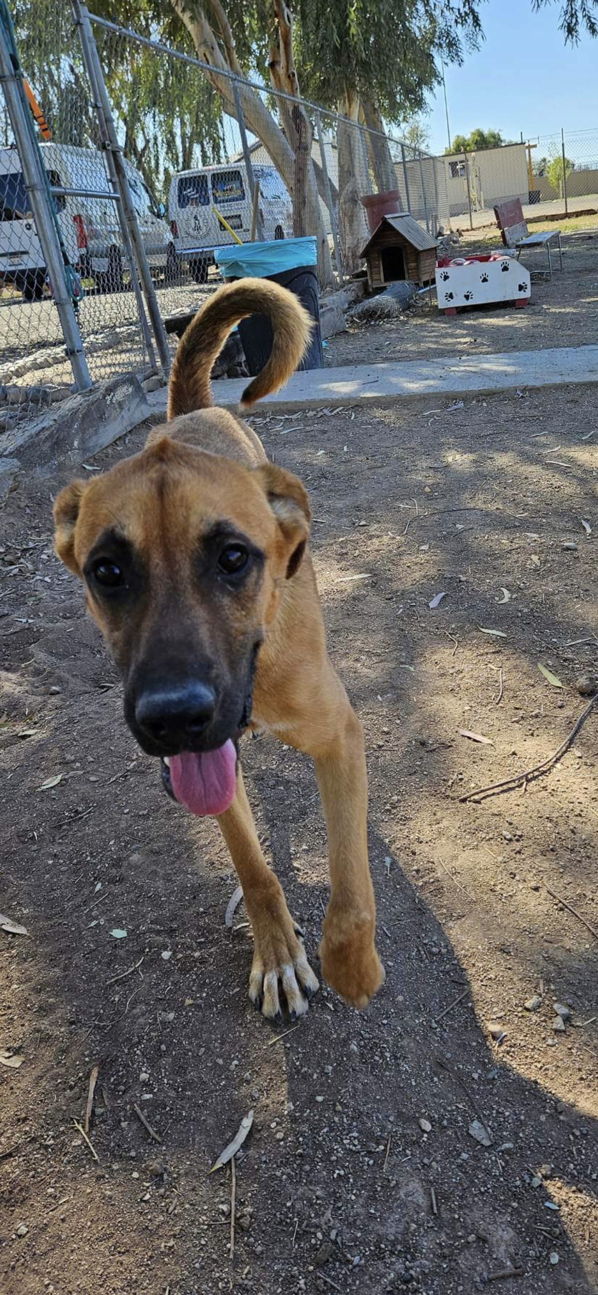 Blitz, an adoptable Shepherd in El Centro, CA, 92243 | Photo Image 1