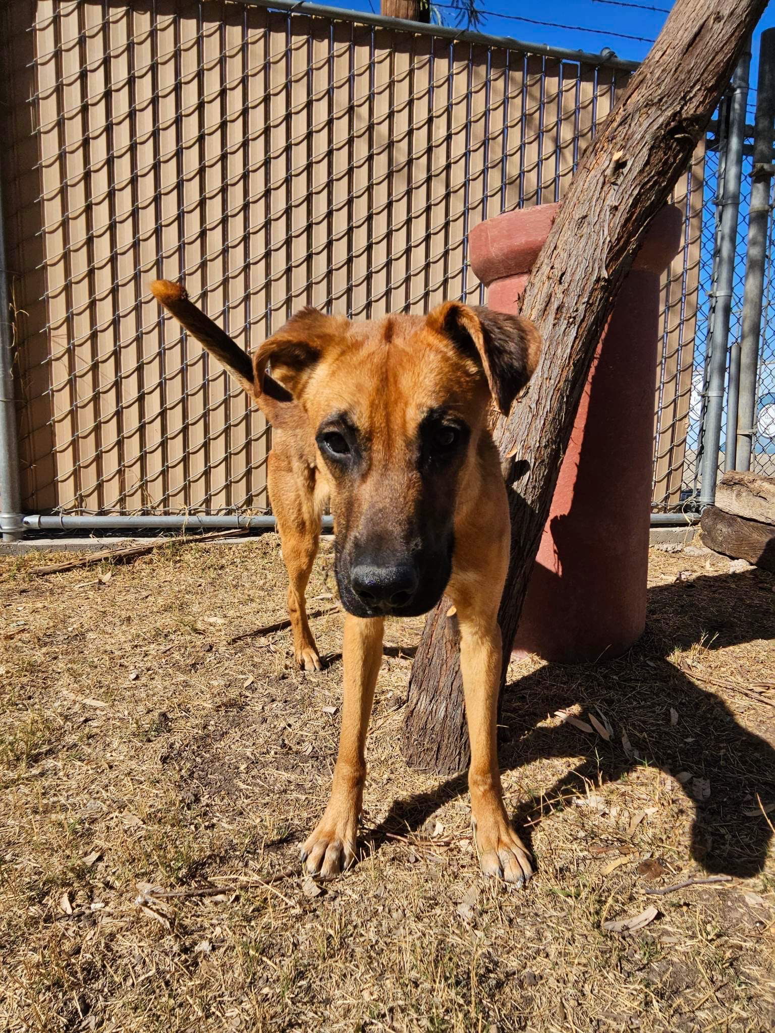 Blitz, an adoptable Shepherd in El Centro, CA, 92243 | Photo Image 2