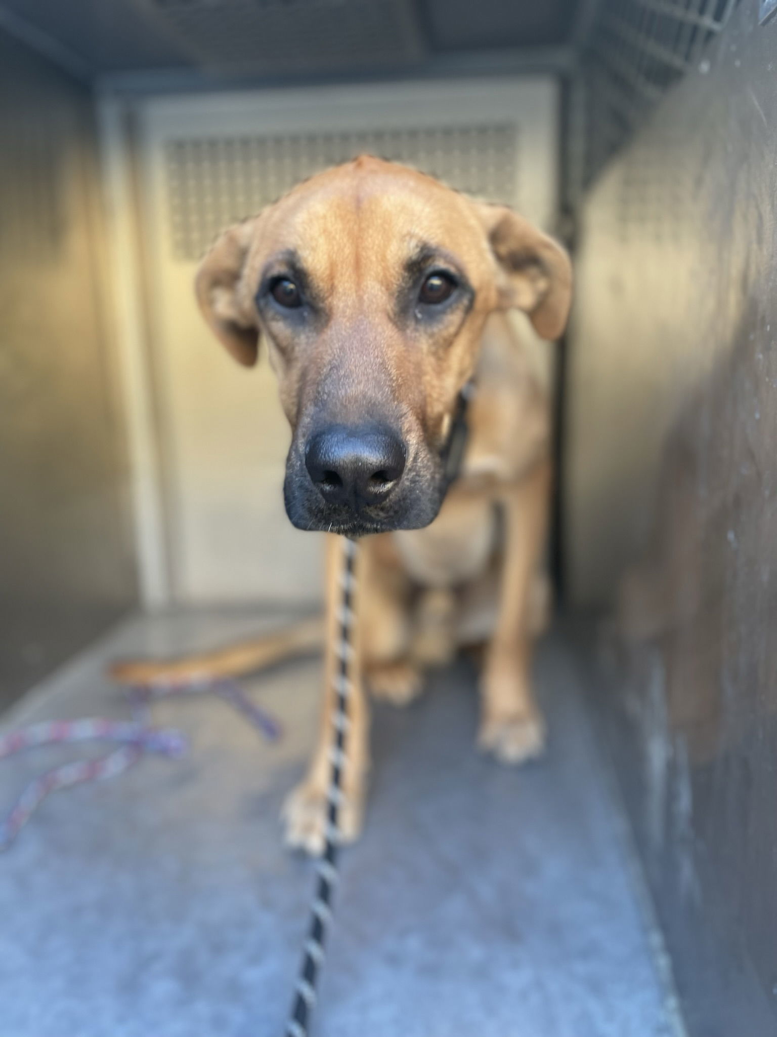 Blitz, an adoptable Shepherd in El Centro, CA, 92243 | Photo Image 3