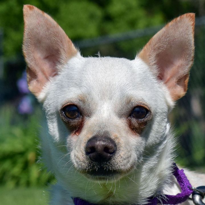 Hayes, an adoptable Chihuahua in Huntley, IL_image-1