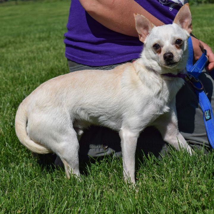 Hayes, an adoptable Chihuahua in Huntley, IL_image-6