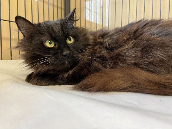 NIA, an adoptable Domestic Long Hair in Belvidere, IL_image-2