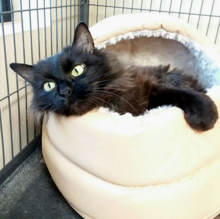 NIA, an adoptable Domestic Long Hair in Belvidere, IL_image-1