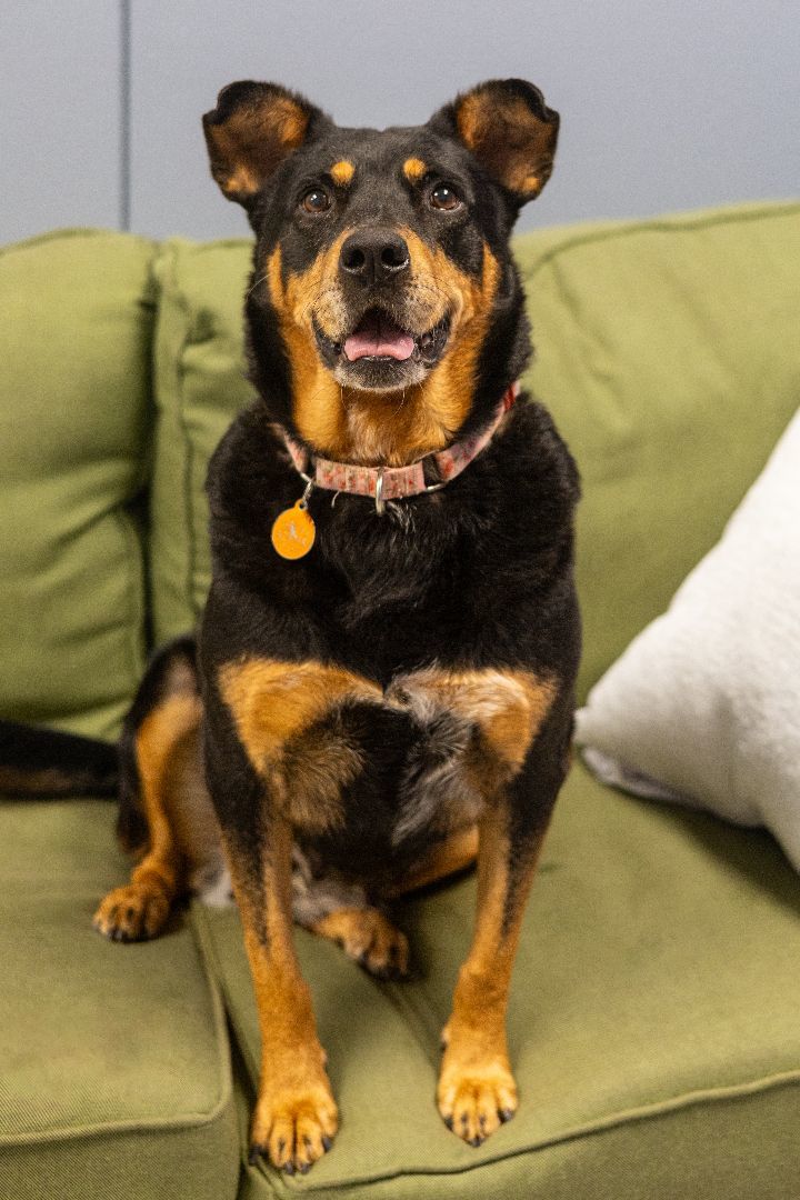 Cara, an adoptable Rottweiler & Labrador Retriever Mix in Tyler, TX_image-4