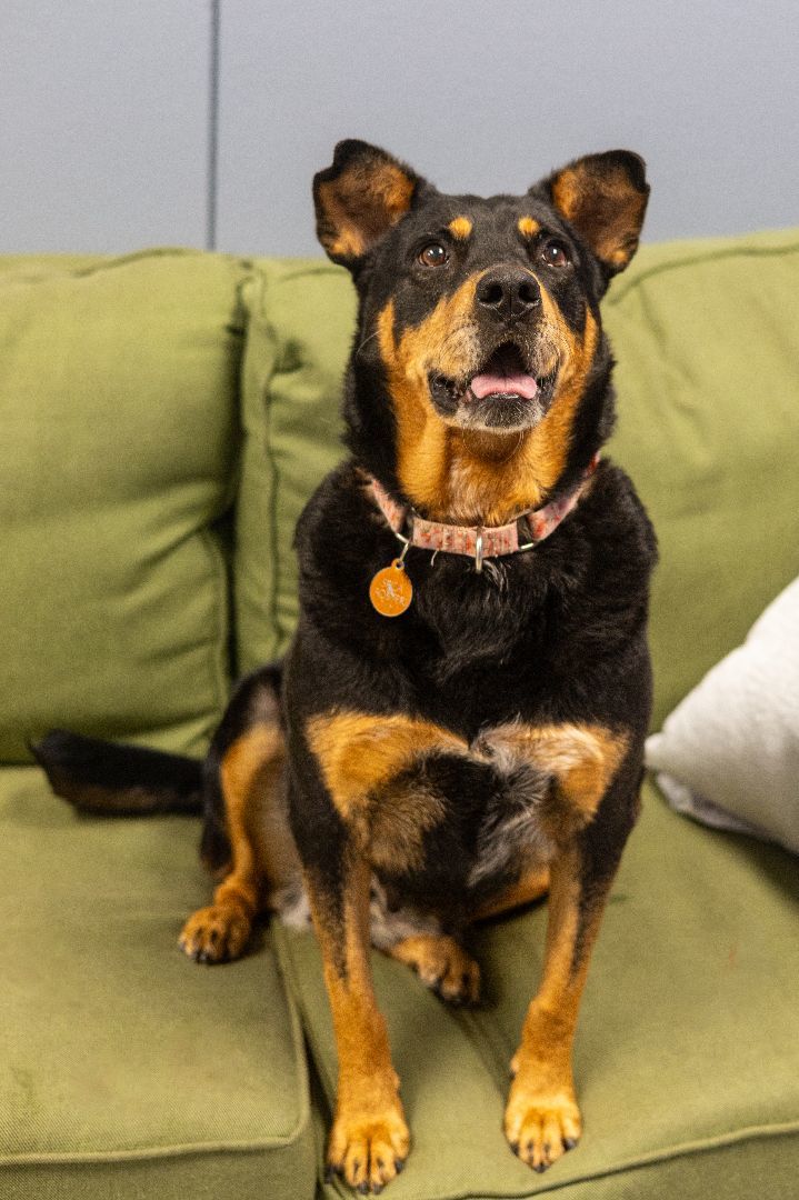 Cara, an adoptable Rottweiler & Labrador Retriever Mix in Tyler, TX_image-5