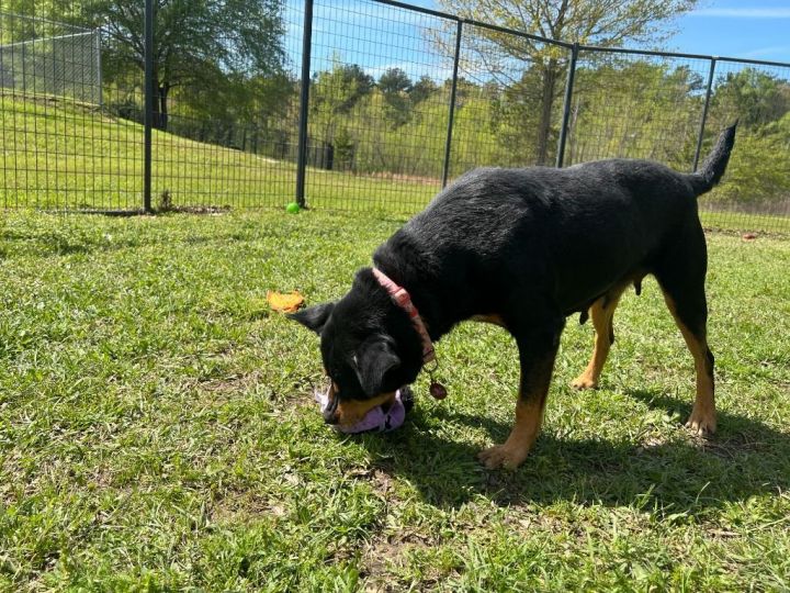 Cara, an adoptable Rottweiler & Labrador Retriever Mix in Tyler, TX_image-6