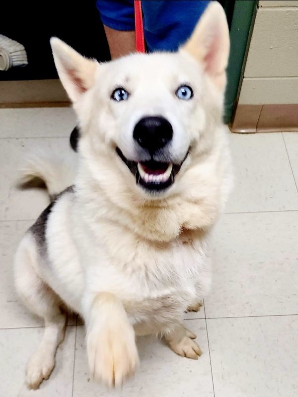 Shep 1