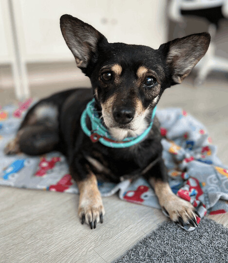 Angel Baby Love, an adoptable Chihuahua in Beverly Hills, CA_image-2