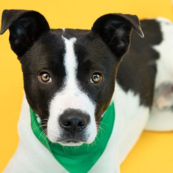 Ace, an adoptable Pit Bull Terrier Mix in Winchester, KY_image-1
