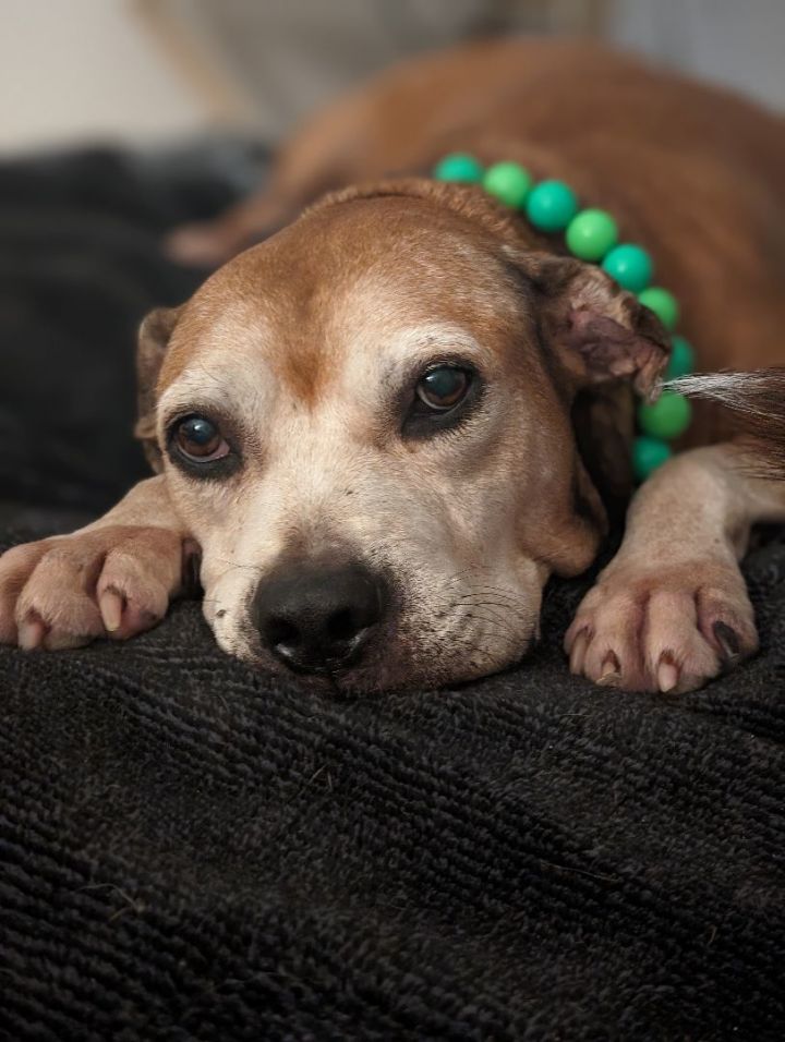 MEATBALL! Mushy lovebug! 4