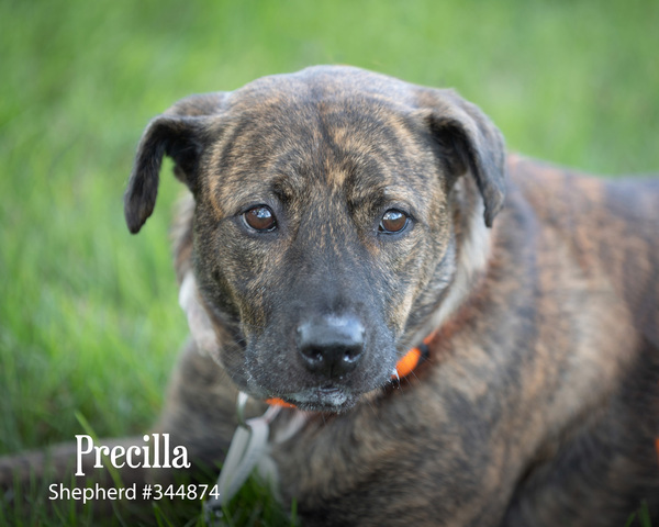 Precilla, an adoptable Shepherd Mix in Pontiac, MI_image-4