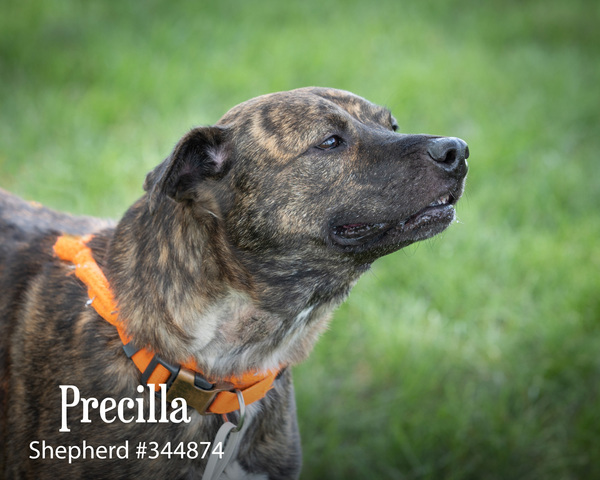Precilla, an adoptable Shepherd Mix in Pontiac, MI_image-5