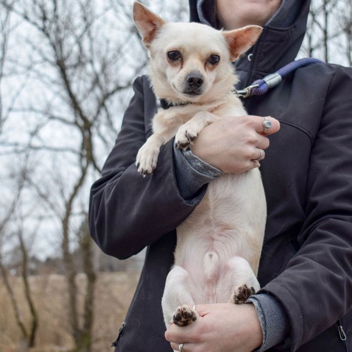 Simmons, an adopted Chihuahua in Huntley, IL_image-4