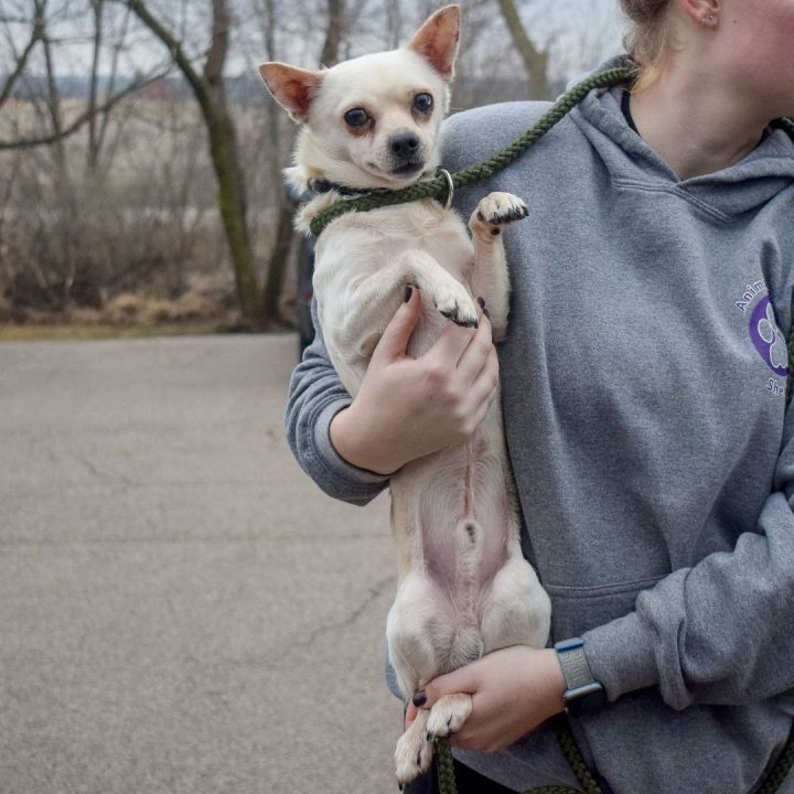 Simmons, an adopted Chihuahua in Huntley, IL_image-5