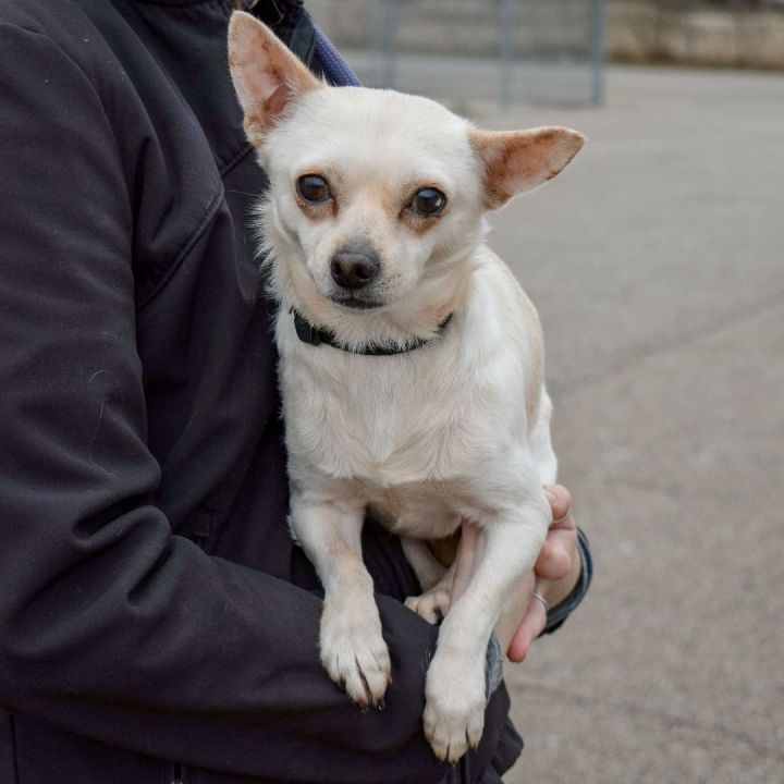 Simmons, an adopted Chihuahua in Huntley, IL_image-6