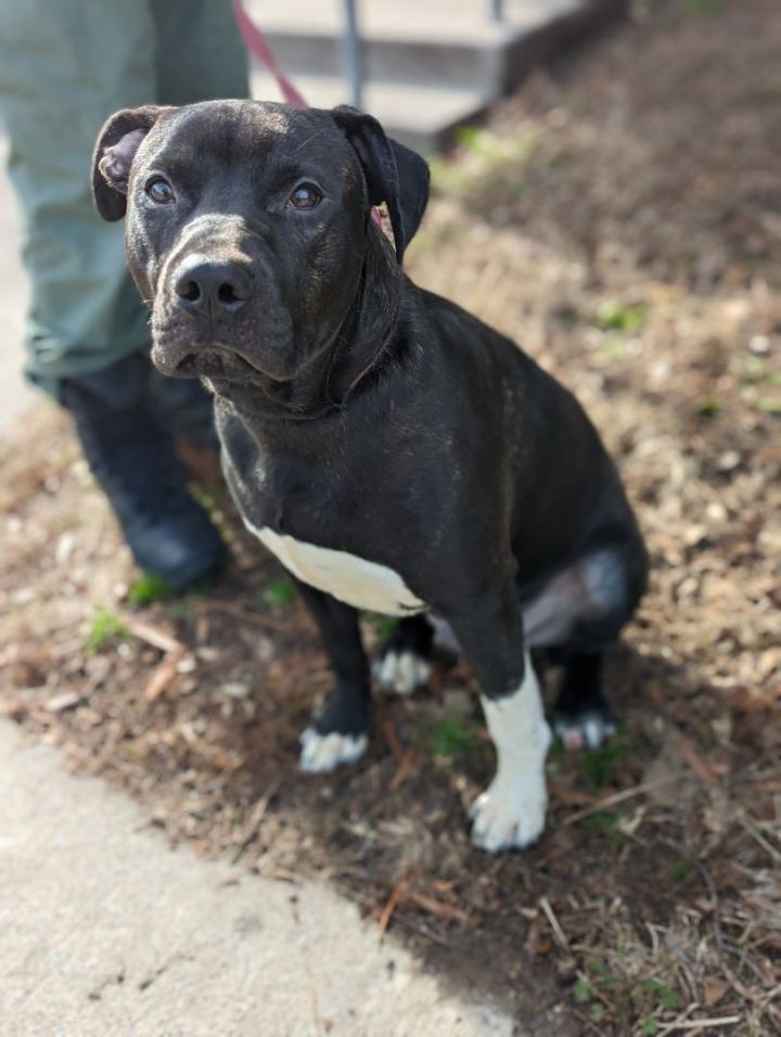 Obsidian, an adopted Pit Bull Terrier in Chesterfield, VA_image-3