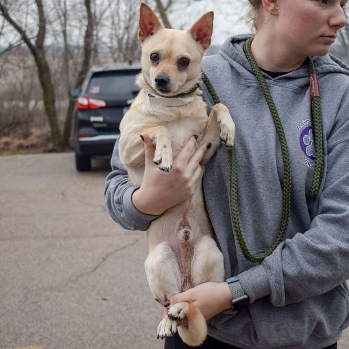 Stallings, an adoptable Chihuahua in Huntley, IL_image-3