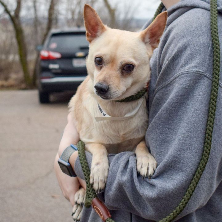 Stallings, an adoptable Chihuahua in Huntley, IL_image-5