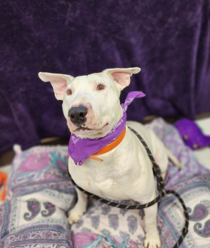 Rhino, an adoptable Bull Terrier in Grants Pass, OR_image-4