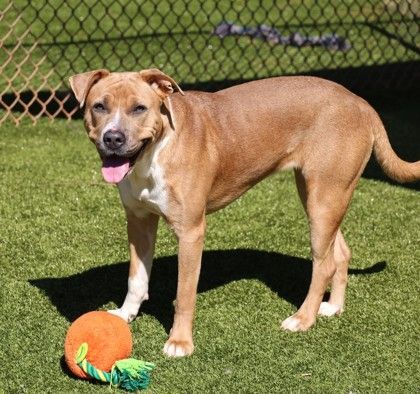 Zoey, an adoptable Mixed Breed in Athens, GA_image-3