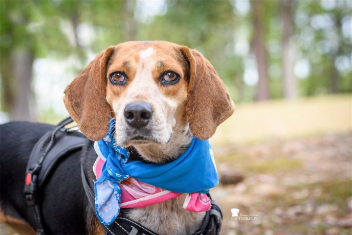 Callie, an adoptable Hound Mix in Mount Pleasant, SC_image-1