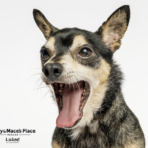 John, an adoptable Chihuahua Mix in Mount Pleasant, SC_image-1