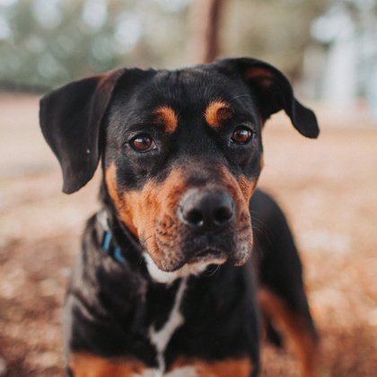 Zoya, an adopted Rottweiler Mix in North Charleston, SC_image-1