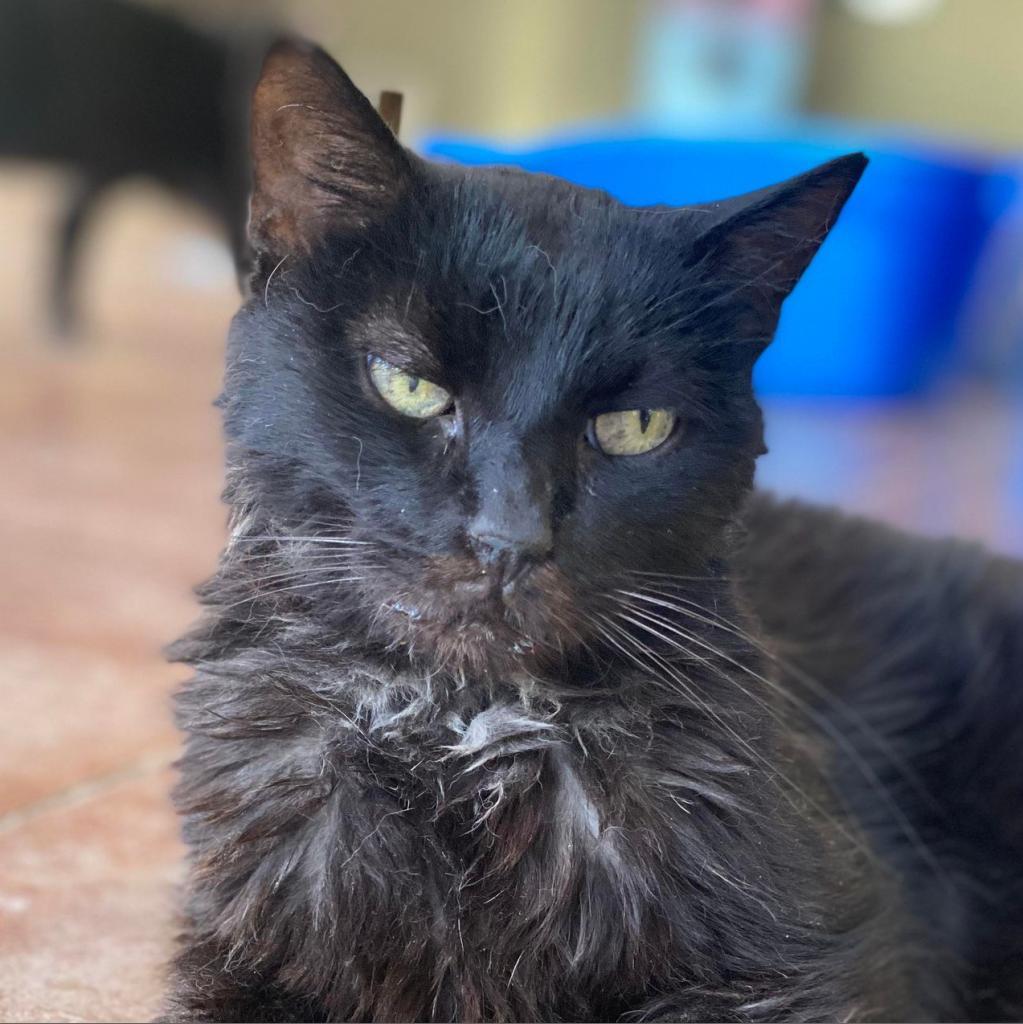 Dayne, an adoptable Domestic Short Hair in Tucson, AZ, 85711 | Photo Image 1