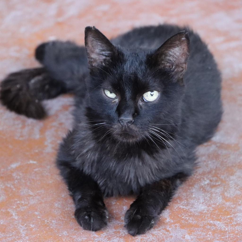 Dayne, an adoptable Domestic Short Hair in Tucson, AZ, 85711 | Photo Image 3