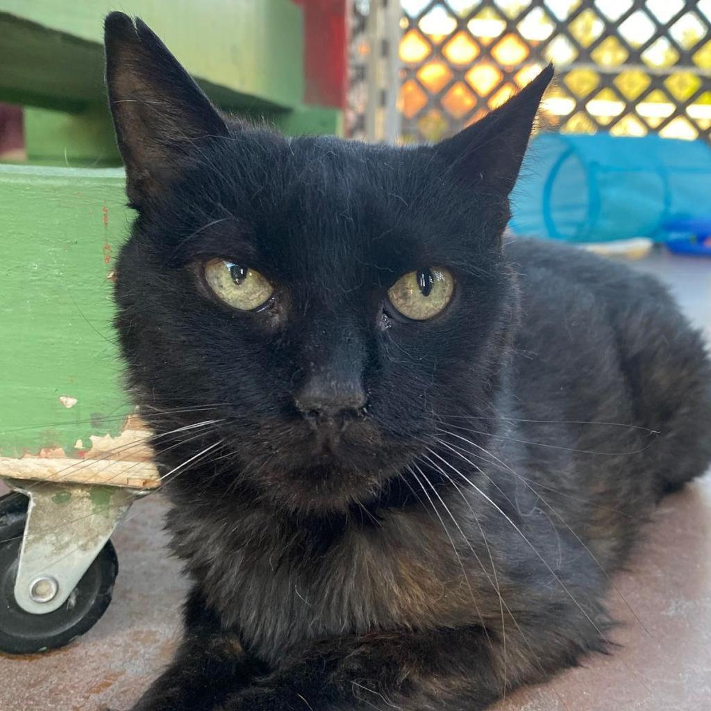 Dayne, an adoptable Domestic Short Hair in Tucson, AZ, 85711 | Photo Image 4