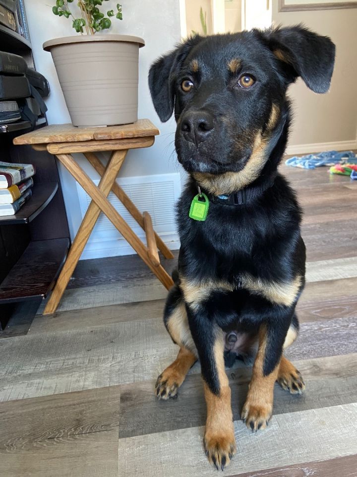 Rocky, an adoptable Mixed Breed in Saskatoon, SK_image-2