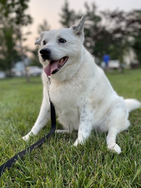 Abby, an adoptable American Eskimo Dog Mix in Skillman, NJ_image-4