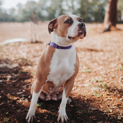 Coriander, an adopted American Bulldog Mix in North Charleston, SC_image-2
