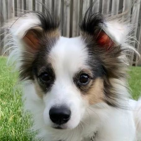 Diesel, an adoptable Papillon & Rat Terrier Mix in Scarborough, ON_image-1