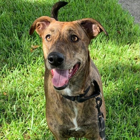 Giselle, an adoptable Greyhound & Shepherd Mix in Houston, TX_image-1