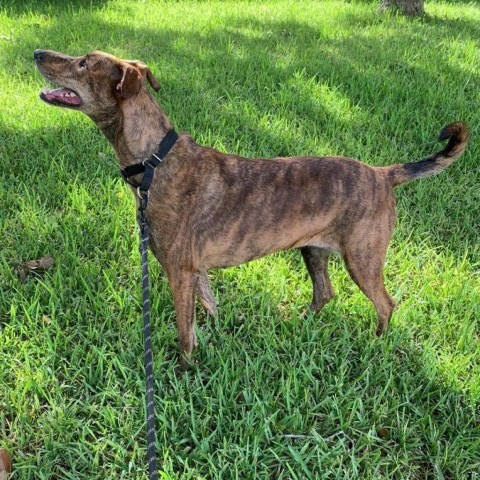 Giselle, an adoptable Greyhound & Shepherd Mix in Houston, TX_image-4