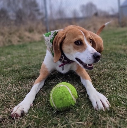 Dolly Parton (32443-d), an adoptable Hound Mix in Ithaca, NY_image-1