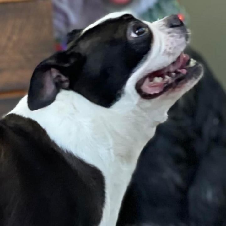 Pumpkin, an adoptable Boston Terrier in Rochester, NY_image-1