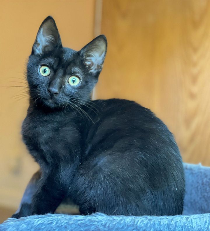 Black Bean 1