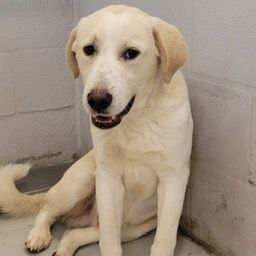 Astro Yellow Labrador Retriever Dog
